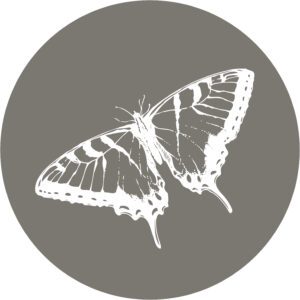 tuincirkel vlinder
